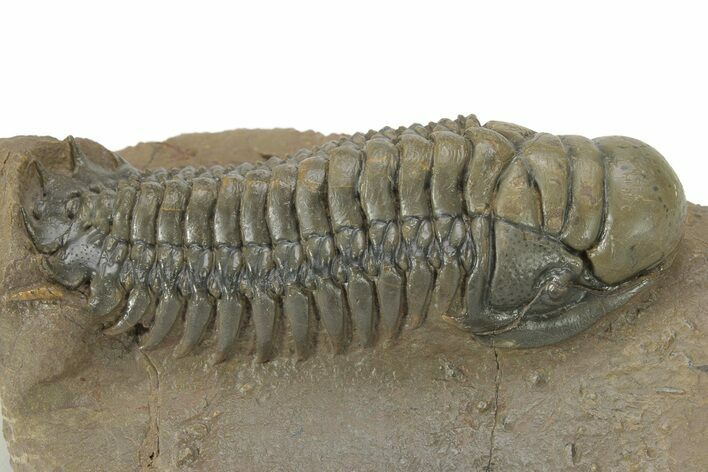 Prone Crotalocephalina Trilobite - Top Quality Specimen #210162